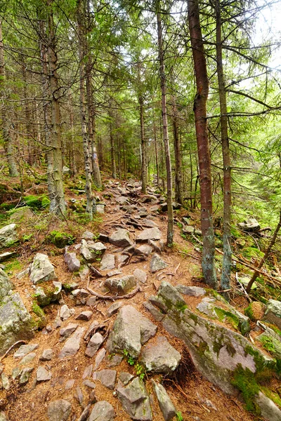 Una foresta di conifere durante estate — Foto Stock