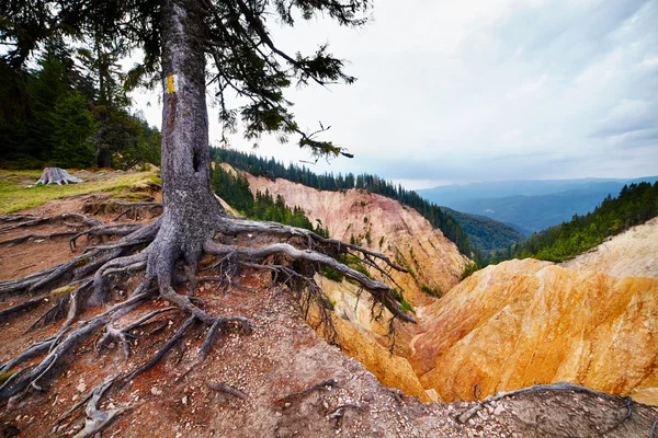 Marked tree on a hiking trial in Ruginoasa Pit — Stock Photo, Image