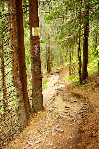 Zaznaczone drzewa na szlaku wędrówki — Stockfoto