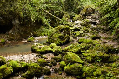 galbena nehir apuseni Dağları