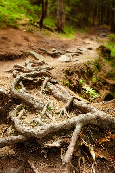 Primo piano di radici di pino aggrovigliate — Foto Stock