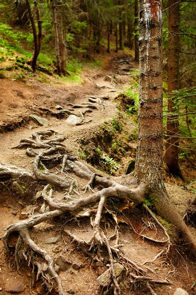 Fechar as raízes de pinheiro emaranhadas — Fotografia de Stock
