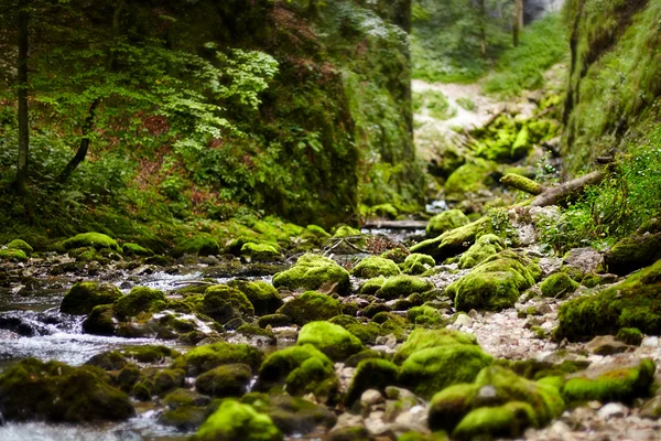 Apuseni 山中の galbena 川 — ストック写真