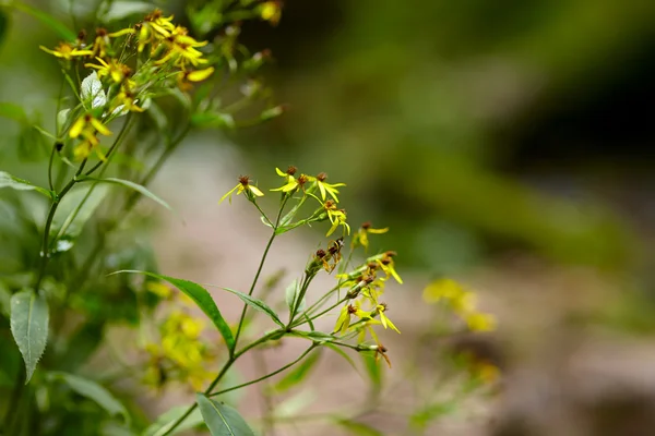 Close-up van een gele bloem wild — Stockfoto