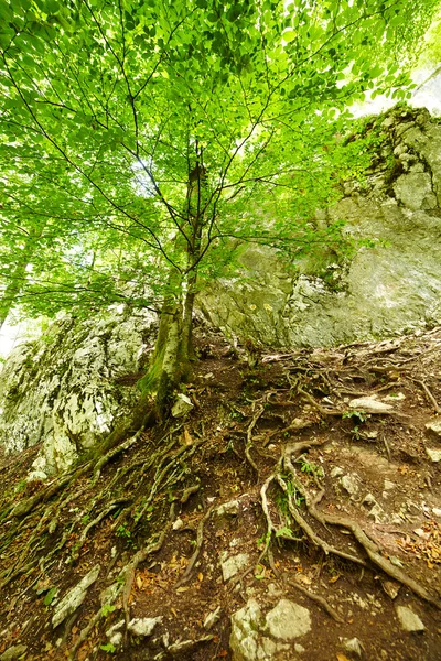 Rotsystemet på ett träd i bergen — Stockfoto