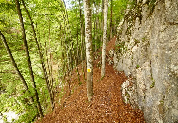 Kirándulás az erdőben a trail — Stock Fotó