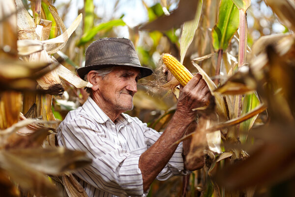 Old man at corn harvest