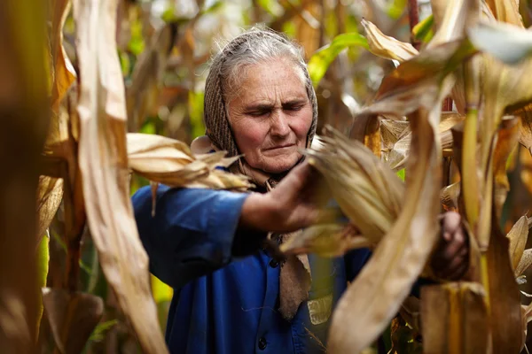 Gammal kvinnlig bonde vid havre skörd — Stockfoto