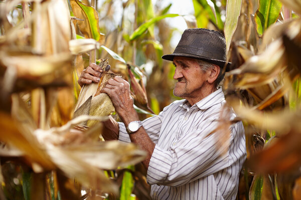 Old man at corn harvest