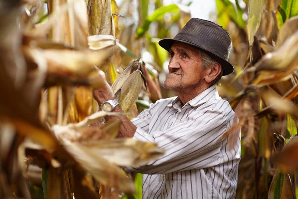 Viejo en la cosecha de maíz — Foto de Stock