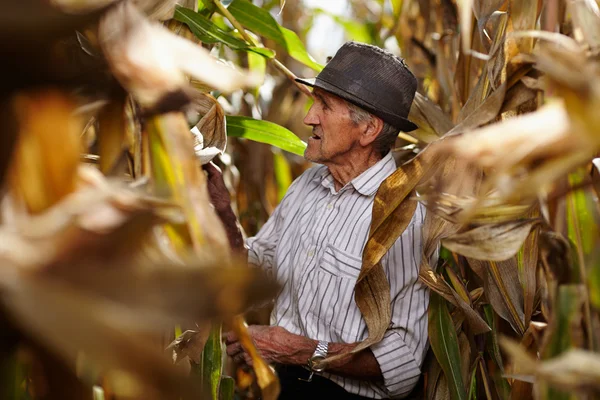 Old man at corn harvest — Stock Photo, Image