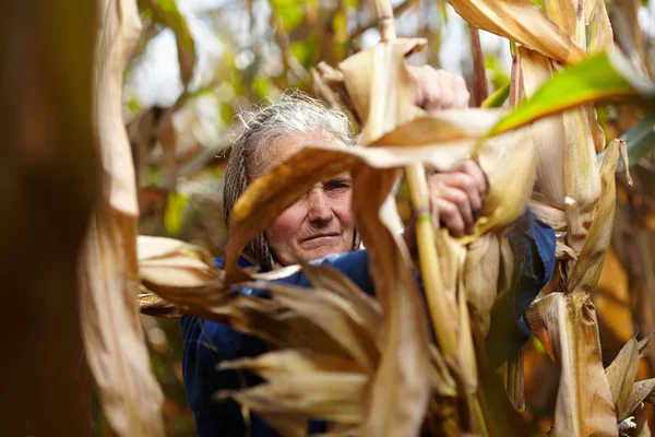 Oude vrouwelijke boer bij de maïs oogst — Stockfoto