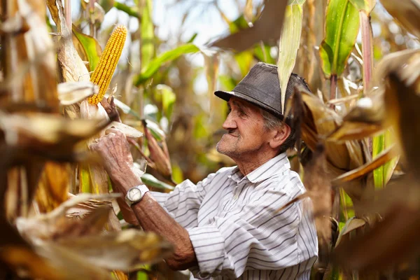 Old man at corn harvest — Stock Photo, Image