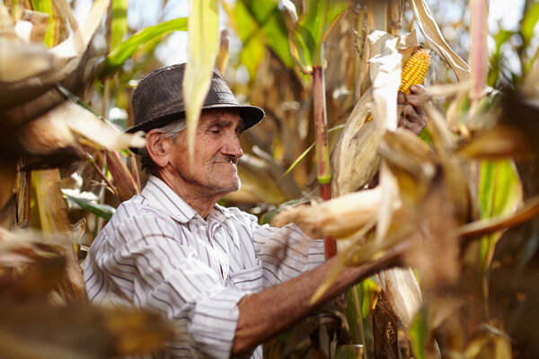 Old man at corn harvest