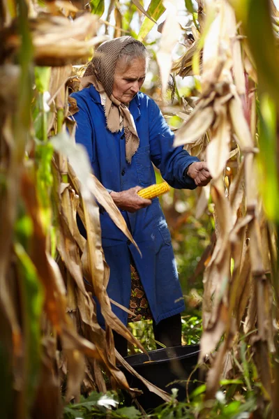 Oude vrouwelijke boer bij de maïs oogst — Stockfoto