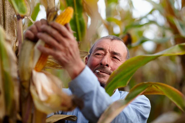 Cultivador colheita de milho e tabagismo — Fotografia de Stock
