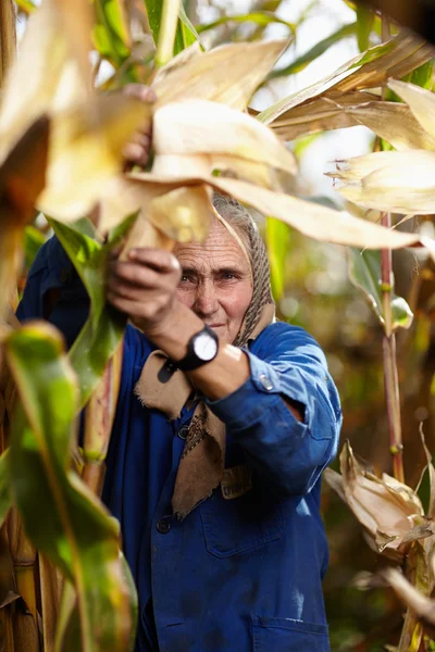 Velha agricultora na colheita de milho — Fotografia de Stock