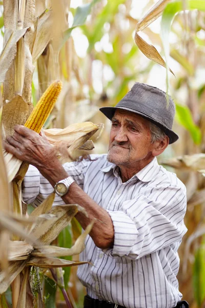 Viejo en la cosecha de maíz — Foto de Stock