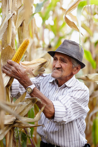 Old man at corn harvest