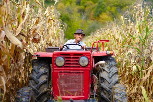 Velho agricultor dirigindo o trator no milheiral — Fotografia de Stock