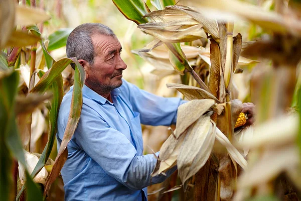 Landwirt bei der Maisernte — Stockfoto