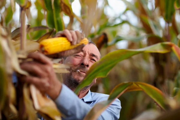 Фермер збирає кукурудзу та куріння — стокове фото