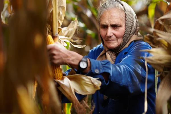 Old female farmer at corn harvest — Stock Photo, Image