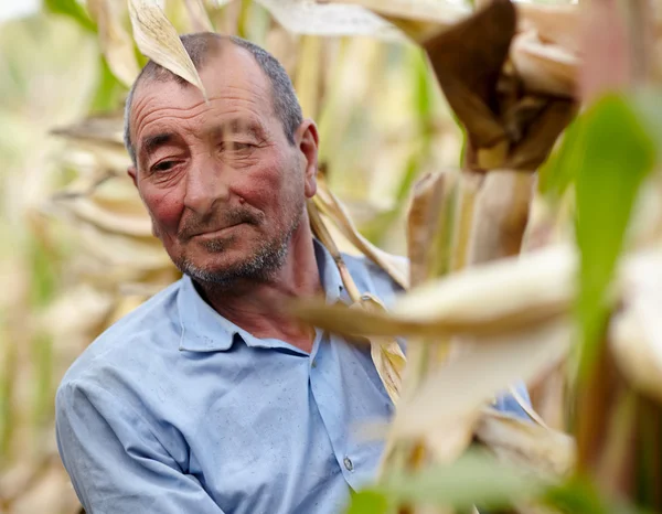 Agriculteur à la récolte de maïs — Photo