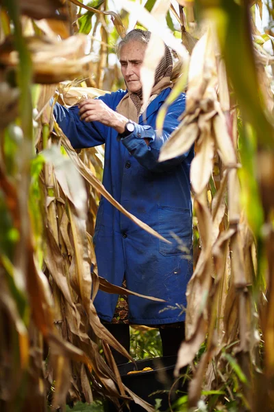 Vecchio agricoltore al raccolto di mais — Foto Stock