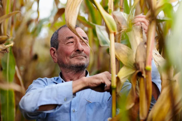 农民在玉米收获 — Φωτογραφία Αρχείου