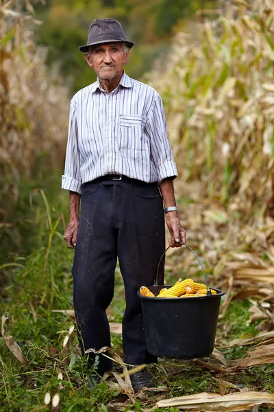 Viejo granjero sosteniendo un cubo lleno de mazorca de maíz — Foto de Stock