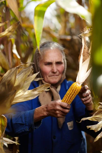 Vieja agricultora en cosecha de maíz — Foto de Stock