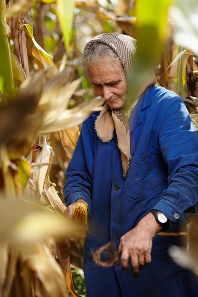 Old female farmer at corn harvest — Stock Photo, Image