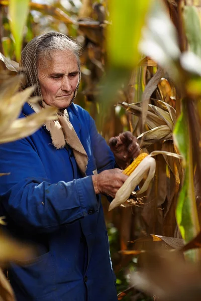 Vieja agricultora en cosecha de maíz — Foto de Stock