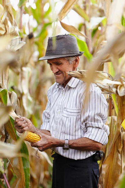 Viejo en la cosecha de maíz — Foto de Stock