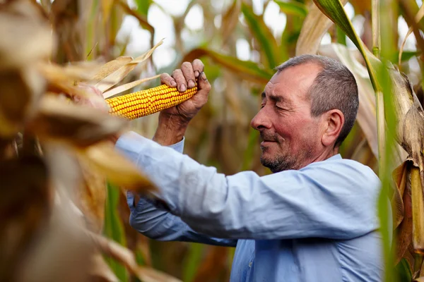 Boer bij de maïs oogst — Stockfoto