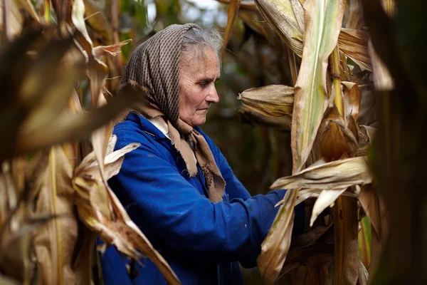 Velha agricultora na colheita de milho — Fotografia de Stock