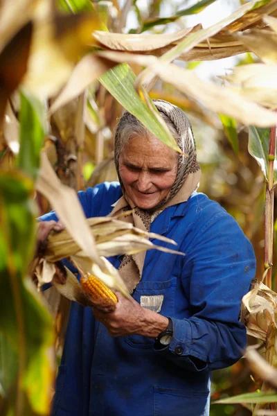 Velha agricultora na colheita de milho — Fotografia de Stock