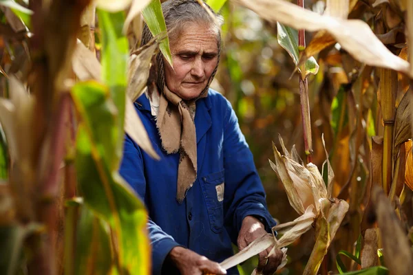 老女农民在玉米收获 — 图库照片