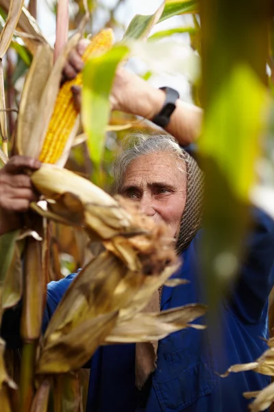 Παλιά γυναίκα γεωργός κατά τη συγκομιδή καλαμποκιού — Φωτογραφία Αρχείου
