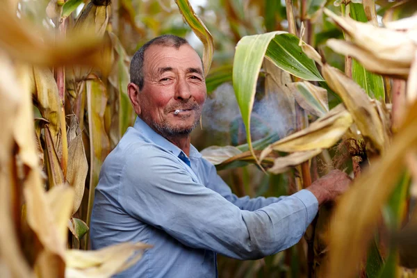 Farmer harvesting corn and smoking — Stock Photo, Image