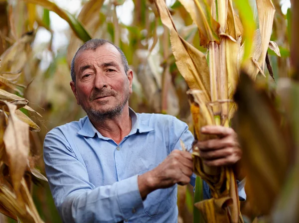 Agricultor na colheita de milho — Fotografia de Stock