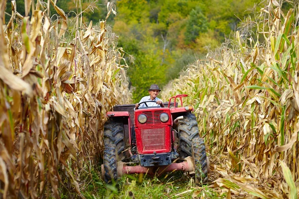 Alter Bauer mit dem Traktor im Maisfeld — Stockfoto