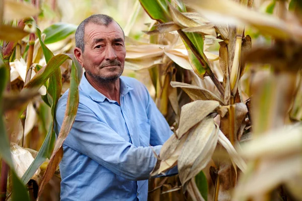 Boer bij de maïs oogst Stockfoto