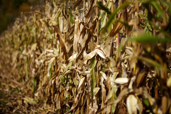 Búzatábla, elszáradt kukorica — Stock Fotó