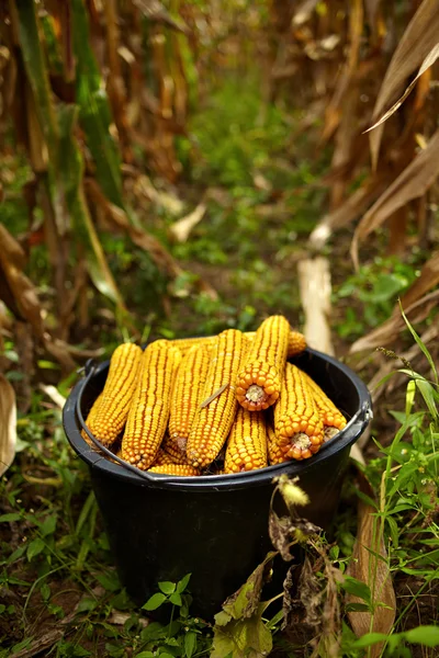 Secchio pieno di pannocchie di mais — Foto Stock