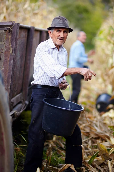 Old man at corn harvest holding a bucket — Stock Photo, Image