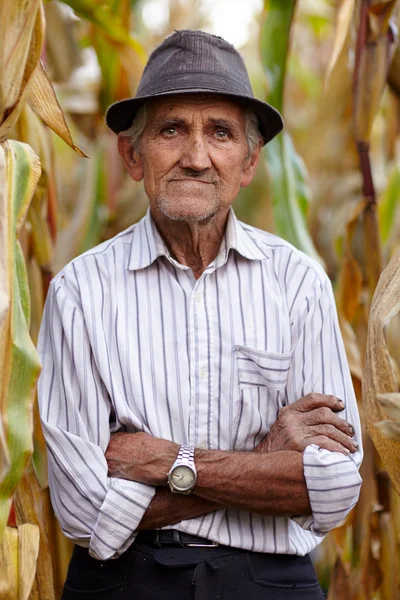 Alter Mann bei der Maisernte — Stockfoto