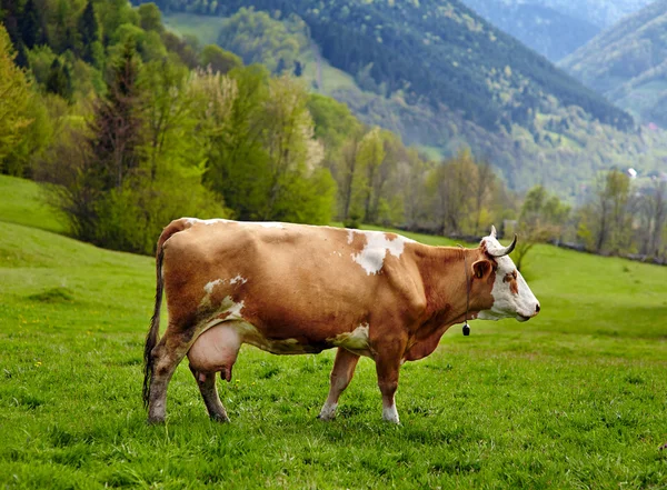 Vaca saudável nas montanhas — Fotografia de Stock