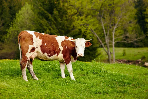 Healthy cow in mountains — Stock Photo, Image